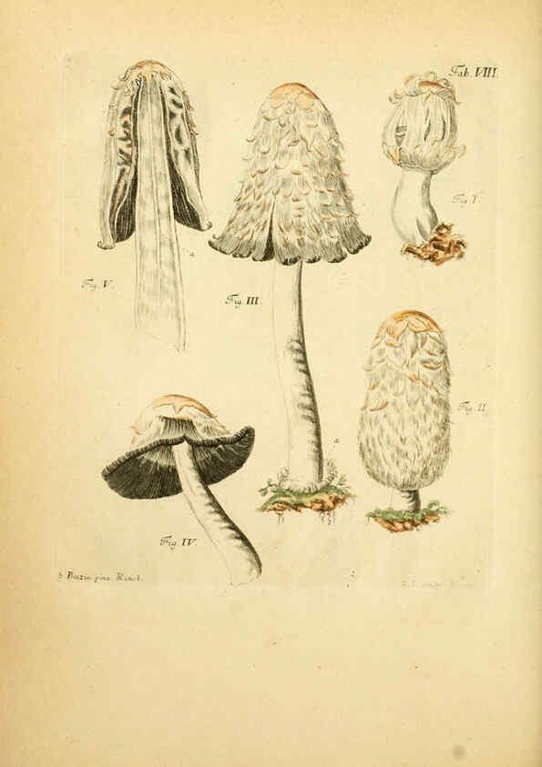 Reproducción/Reproduction 6257412712: Fungorum qui in Bavaria et Palatinatu circa Ratisbonam nascuntur icones, nativis coloribus expressae. v.1-2. Erlangae,Apud J.J. Palmium,1800