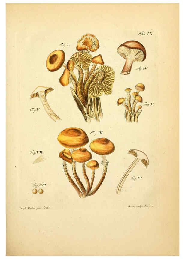 Reproducción/Reproduction 6256883541: Fungorum qui in Bavaria et Palatinatu circa Ratisbonam nascuntur icones, nativis coloribus expressae. v.1-2. Erlangae,Apud J.J. Palmium,1800