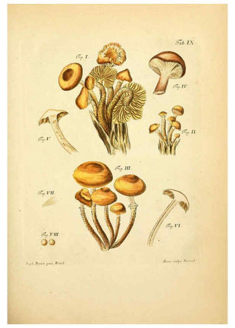 Reproducción/Reproduction 6256883541: Fungorum qui in Bavaria et Palatinatu circa Ratisbonam nascuntur icones, nativis coloribus expressae. v.1-2. Erlangae,Apud J.J. Palmium,1800