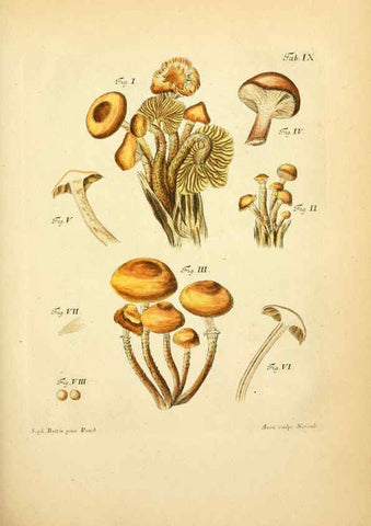 Reproducción/Reproduction 6256883541: Fungorum qui in Bavaria et Palatinatu circa Ratisbonam nascuntur icones, nativis coloribus expressae. v.1-2. Erlangae,Apud J.J. Palmium,1800