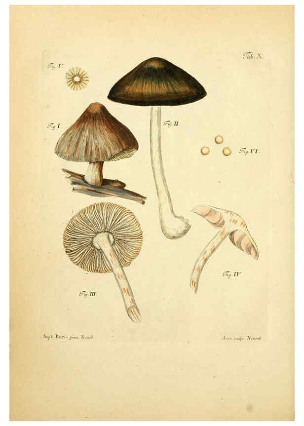 Reproducción/Reproduction 6256883727: Fungorum qui in Bavaria et Palatinatu circa Ratisbonam nascuntur icones, nativis coloribus expressae. v.1-2. Erlangae,Apud J.J. Palmium,1800