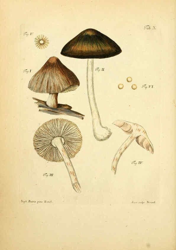 Reproducción/Reproduction 6256883727: Fungorum qui in Bavaria et Palatinatu circa Ratisbonam nascuntur icones, nativis coloribus expressae. v.1-2. Erlangae,Apud J.J. Palmium,1800