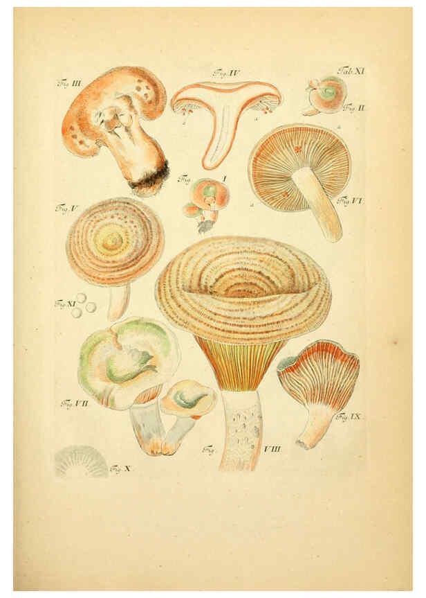 Reproducción/Reproduction 6257413442: Fungorum qui in Bavaria et Palatinatu circa Ratisbonam nascuntur icones, nativis coloribus expressae. v.1-2. Erlangae,Apud J.J. Palmium,1800