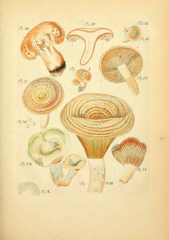 Reproducción/Reproduction 6257413442: Fungorum qui in Bavaria et Palatinatu circa Ratisbonam nascuntur icones, nativis coloribus expressae. v.1-2. Erlangae,Apud J.J. Palmium,1800