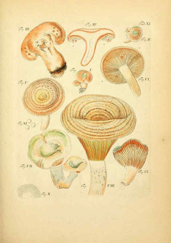 Reproducción/Reproduction 6257413442: Fungorum qui in Bavaria et Palatinatu circa Ratisbonam nascuntur icones, nativis coloribus expressae. v.1-2. Erlangae,Apud J.J. Palmium,1800