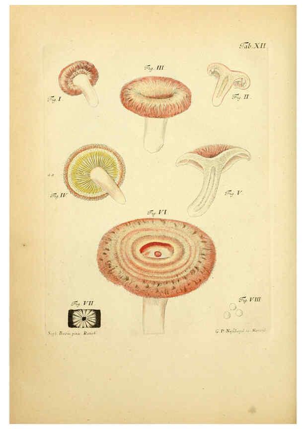 Reproducción/Reproduction 6256884241: Fungorum qui in Bavaria et Palatinatu circa Ratisbonam nascuntur icones, nativis coloribus expressae. v.1-2. Erlangae,Apud J.J. Palmium,1800