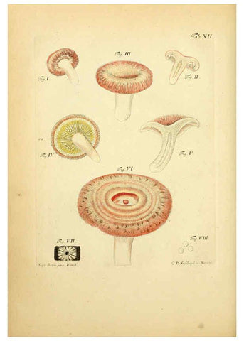 Reproducción/Reproduction 6256884241: Fungorum qui in Bavaria et Palatinatu circa Ratisbonam nascuntur icones, nativis coloribus expressae. v.1-2. Erlangae,Apud J.J. Palmium,1800