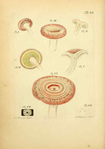 Reproducción/Reproduction 6256884241: Fungorum qui in Bavaria et Palatinatu circa Ratisbonam nascuntur icones, nativis coloribus expressae. v.1-2. Erlangae,Apud J.J. Palmium,1800