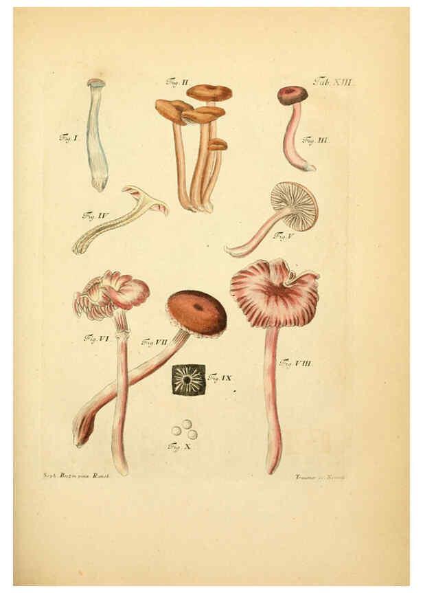 Reproducción/Reproduction 6257413946: Fungorum qui in Bavaria et Palatinatu circa Ratisbonam nascuntur icones, nativis coloribus expressae. v.1-2. Erlangae,Apud J.J. Palmium,1800