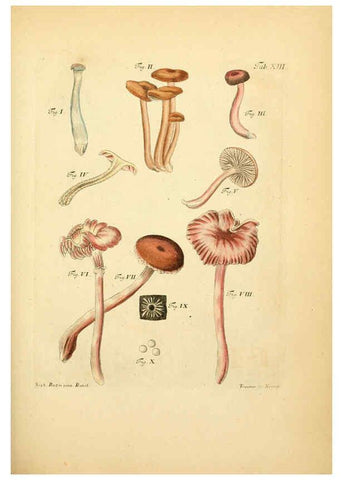 Reproducción/Reproduction 6257413946: Fungorum qui in Bavaria et Palatinatu circa Ratisbonam nascuntur icones, nativis coloribus expressae. v.1-2. Erlangae,Apud J.J. Palmium,1800