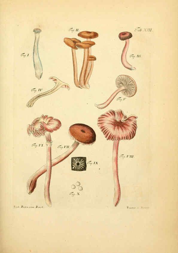 Reproducción/Reproduction 6257413946: Fungorum qui in Bavaria et Palatinatu circa Ratisbonam nascuntur icones, nativis coloribus expressae. v.1-2. Erlangae,Apud J.J. Palmium,1800