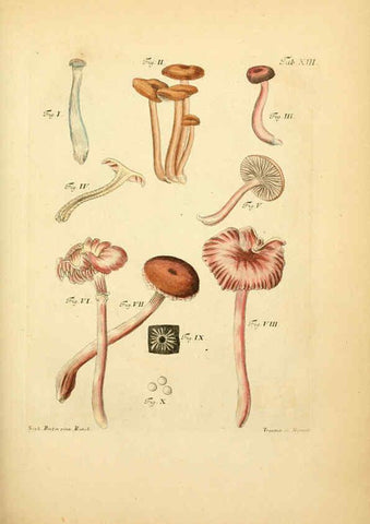Reproducción/Reproduction 6257413946: Fungorum qui in Bavaria et Palatinatu circa Ratisbonam nascuntur icones, nativis coloribus expressae. v.1-2. Erlangae,Apud J.J. Palmium,1800