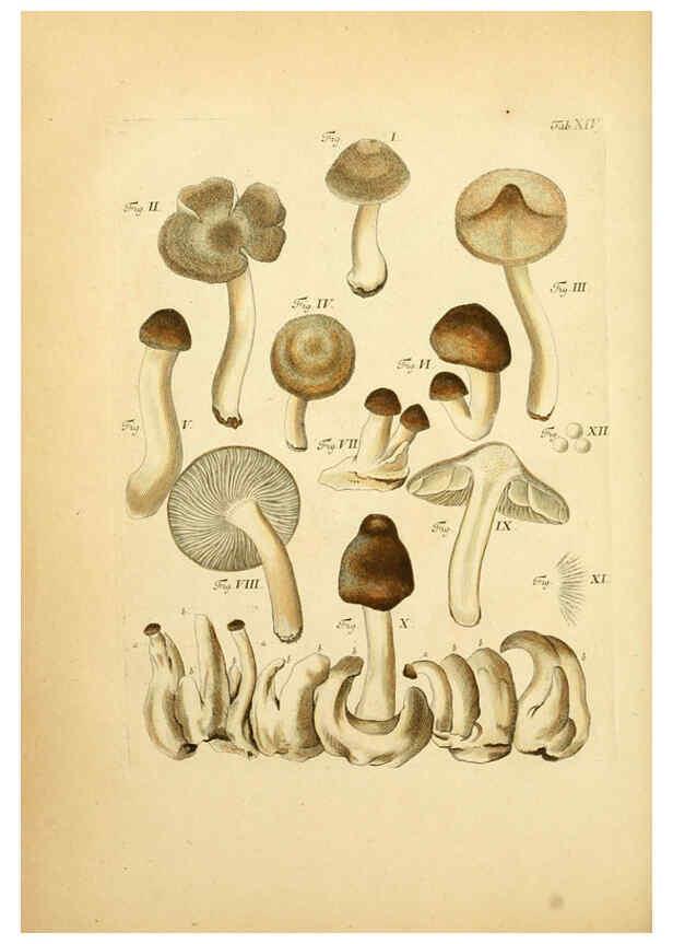 Reproducción/Reproduction 6257414232: Fungorum qui in Bavaria et Palatinatu circa Ratisbonam nascuntur icones, nativis coloribus expressae. v.1-2. Erlangae,Apud J.J. Palmium,1800