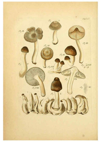 Reproducción/Reproduction 6257414232: Fungorum qui in Bavaria et Palatinatu circa Ratisbonam nascuntur icones, nativis coloribus expressae. v.1-2. Erlangae,Apud J.J. Palmium,1800