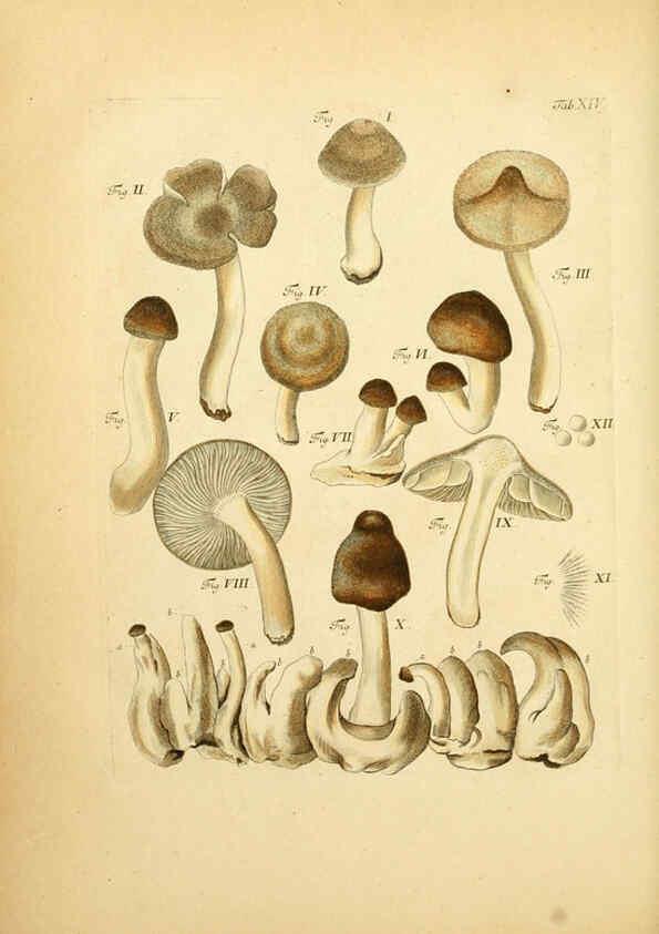 Reproducción/Reproduction 6257414232: Fungorum qui in Bavaria et Palatinatu circa Ratisbonam nascuntur icones, nativis coloribus expressae. v.1-2. Erlangae,Apud J.J. Palmium,1800