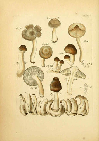 Reproducción/Reproduction 6257414232: Fungorum qui in Bavaria et Palatinatu circa Ratisbonam nascuntur icones, nativis coloribus expressae. v.1-2. Erlangae,Apud J.J. Palmium,1800