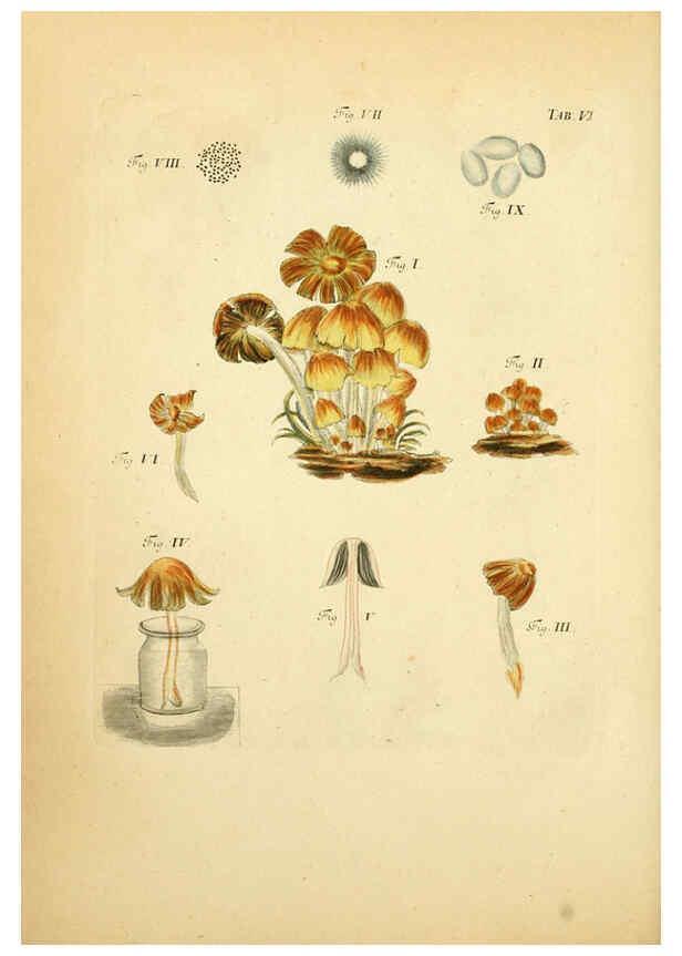 Reproducción/Reproduction 6257412166: Fungorum qui in Bavaria et Palatinatu circa Ratisbonam nascuntur icones, nativis coloribus expressae. v.1-2. Erlangae,Apud J.J. Palmium,1800