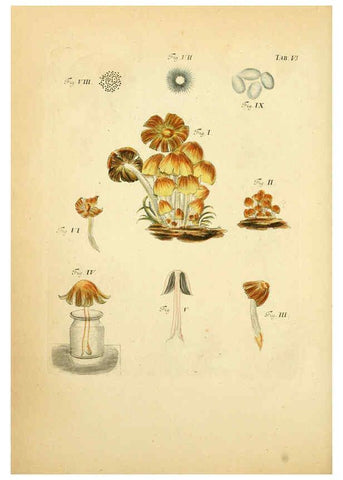 Reproducción/Reproduction 6257412166: Fungorum qui in Bavaria et Palatinatu circa Ratisbonam nascuntur icones, nativis coloribus expressae. v.1-2. Erlangae,Apud J.J. Palmium,1800