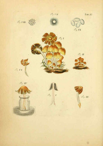 Reproducción/Reproduction 6257412166: Fungorum qui in Bavaria et Palatinatu circa Ratisbonam nascuntur icones, nativis coloribus expressae. v.1-2. Erlangae,Apud J.J. Palmium,1800
