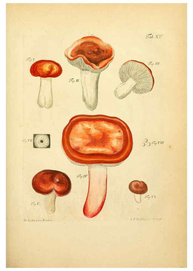 Reproducción/Reproduction 6256885067: Fungorum qui in Bavaria et Palatinatu circa Ratisbonam nascuntur icones, nativis coloribus expressae. v.1-2. Erlangae,Apud J.J. Palmium,1800