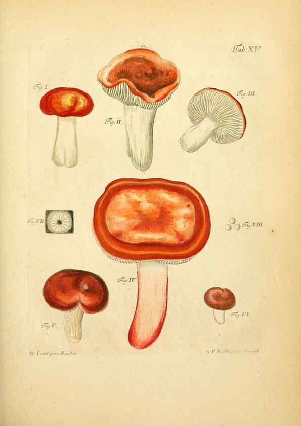Reproducción/Reproduction 6256885067: Fungorum qui in Bavaria et Palatinatu circa Ratisbonam nascuntur icones, nativis coloribus expressae. v.1-2. Erlangae,Apud J.J. Palmium,1800