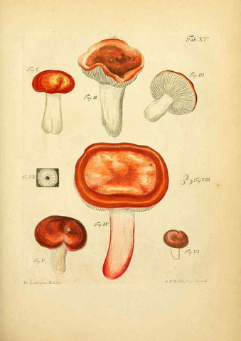 Reproducción/Reproduction 6256885067: Fungorum qui in Bavaria et Palatinatu circa Ratisbonam nascuntur icones, nativis coloribus expressae. v.1-2. Erlangae,Apud J.J. Palmium,1800