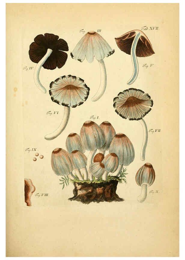Reproducción/Reproduction 6256885491: Fungorum qui in Bavaria et Palatinatu circa Ratisbonam nascuntur icones, nativis coloribus expressae. v.1-2. Erlangae,Apud J.J. Palmium,1800