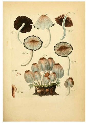 Reproducción/Reproduction 6256885491: Fungorum qui in Bavaria et Palatinatu circa Ratisbonam nascuntur icones, nativis coloribus expressae. v.1-2. Erlangae,Apud J.J. Palmium,1800