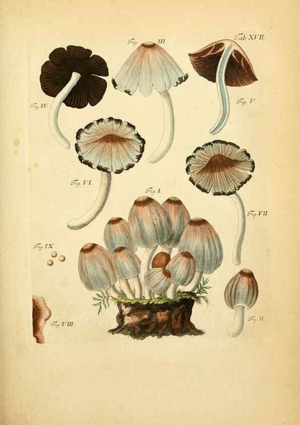 Reproducción/Reproduction 6256885491: Fungorum qui in Bavaria et Palatinatu circa Ratisbonam nascuntur icones, nativis coloribus expressae. v.1-2. Erlangae,Apud J.J. Palmium,1800