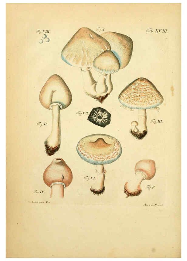 Reproducción/Reproduction 6257415238: Fungorum qui in Bavaria et Palatinatu circa Ratisbonam nascuntur icones, nativis coloribus expressae. v.1-2. Erlangae,Apud J.J. Palmium,1800