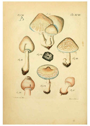 Reproducción/Reproduction 6257415238: Fungorum qui in Bavaria et Palatinatu circa Ratisbonam nascuntur icones, nativis coloribus expressae. v.1-2. Erlangae,Apud J.J. Palmium,1800