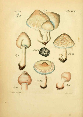 Reproducción/Reproduction 6257415238: Fungorum qui in Bavaria et Palatinatu circa Ratisbonam nascuntur icones, nativis coloribus expressae. v.1-2. Erlangae,Apud J.J. Palmium,1800