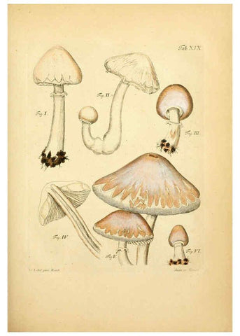 Reproducción/Reproduction 6257415458: Fungorum qui in Bavaria et Palatinatu circa Ratisbonam nascuntur icones, nativis coloribus expressae. v.1-2. Erlangae,Apud J.J. Palmium,1800