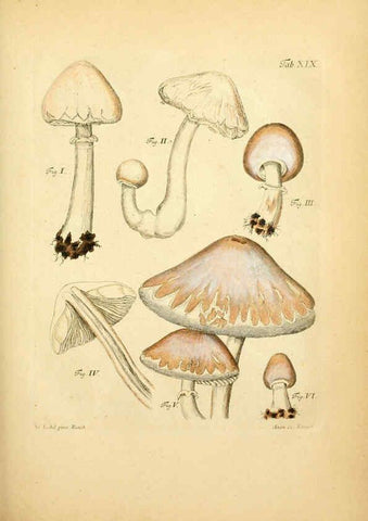 Reproducción/Reproduction 6257415458: Fungorum qui in Bavaria et Palatinatu circa Ratisbonam nascuntur icones, nativis coloribus expressae. v.1-2. Erlangae,Apud J.J. Palmium,1800