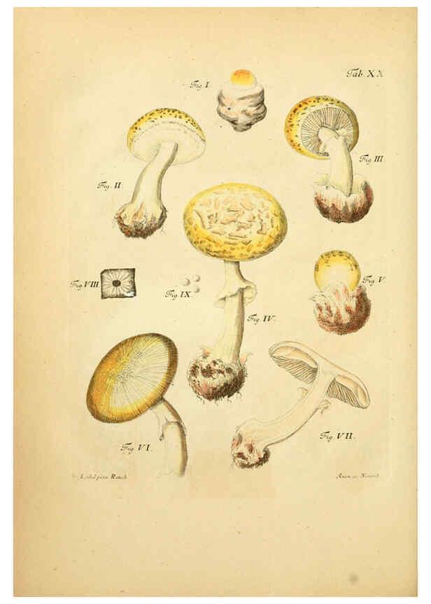 Reproducción/Reproduction 6257415684: Fungorum qui in Bavaria et Palatinatu circa Ratisbonam nascuntur icones, nativis coloribus expressae. v.1-2. Erlangae,Apud J.J. Palmium,1800