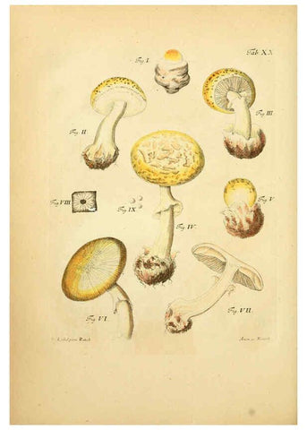 Reproducción/Reproduction 6257415684: Fungorum qui in Bavaria et Palatinatu circa Ratisbonam nascuntur icones, nativis coloribus expressae. v.1-2. Erlangae,Apud J.J. Palmium,1800