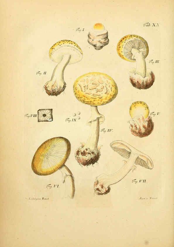 Reproducción/Reproduction 6257415684: Fungorum qui in Bavaria et Palatinatu circa Ratisbonam nascuntur icones, nativis coloribus expressae. v.1-2. Erlangae,Apud J.J. Palmium,1800