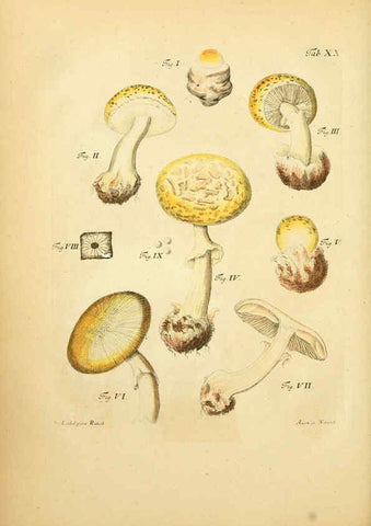 Reproducción/Reproduction 6257415684: Fungorum qui in Bavaria et Palatinatu circa Ratisbonam nascuntur icones, nativis coloribus expressae. v.1-2. Erlangae,Apud J.J. Palmium,1800