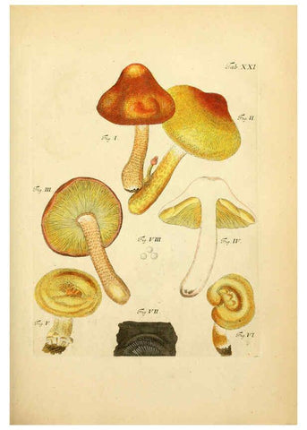 Reproducción/Reproduction 6257415974: Fungorum qui in Bavaria et Palatinatu circa Ratisbonam nascuntur icones, nativis coloribus expressae. v.1-2. Erlangae,Apud J.J. Palmium,1800