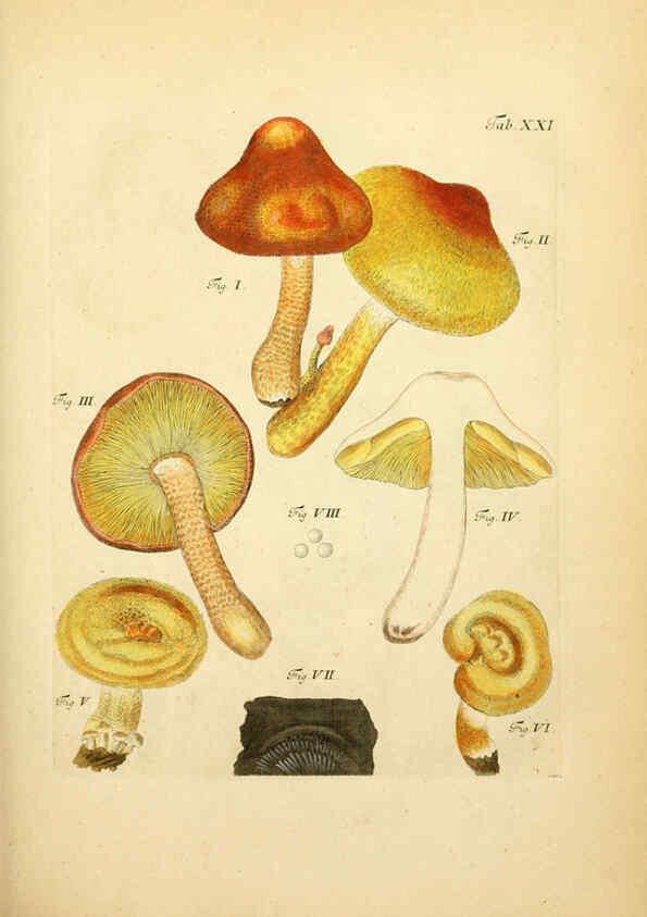 Reproducción/Reproduction 6257415974: Fungorum qui in Bavaria et Palatinatu circa Ratisbonam nascuntur icones, nativis coloribus expressae. v.1-2. Erlangae,Apud J.J. Palmium,1800