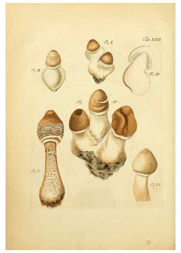 Reproducción/Reproduction 6256886613: Fungorum qui in Bavaria et Palatinatu circa Ratisbonam nascuntur icones, nativis coloribus expressae. v.1-2. Erlangae,Apud J.J. Palmium,1800