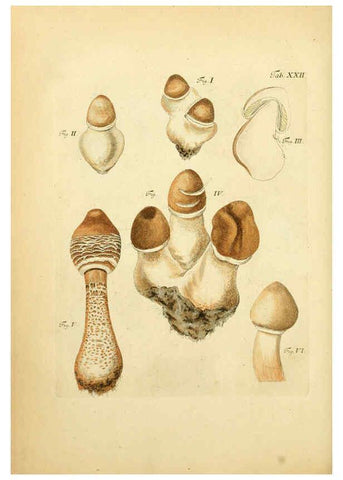 Reproducción/Reproduction 6256886613: Fungorum qui in Bavaria et Palatinatu circa Ratisbonam nascuntur icones, nativis coloribus expressae. v.1-2. Erlangae,Apud J.J. Palmium,1800