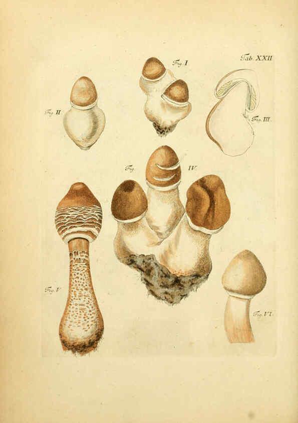 Reproducción/Reproduction 6256886613: Fungorum qui in Bavaria et Palatinatu circa Ratisbonam nascuntur icones, nativis coloribus expressae. v.1-2. Erlangae,Apud J.J. Palmium,1800