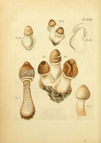 Reproducción/Reproduction 6256886613: Fungorum qui in Bavaria et Palatinatu circa Ratisbonam nascuntur icones, nativis coloribus expressae. v.1-2. Erlangae,Apud J.J. Palmium,1800
