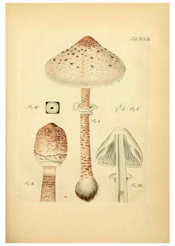 Reproducción/Reproduction 6256886787: Fungorum qui in Bavaria et Palatinatu circa Ratisbonam nascuntur icones, nativis coloribus expressae. v.1-2. Erlangae,Apud J.J. Palmium,1800
