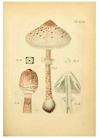 Reproducción/Reproduction 6256886787: Fungorum qui in Bavaria et Palatinatu circa Ratisbonam nascuntur icones, nativis coloribus expressae. v.1-2. Erlangae,Apud J.J. Palmium,1800