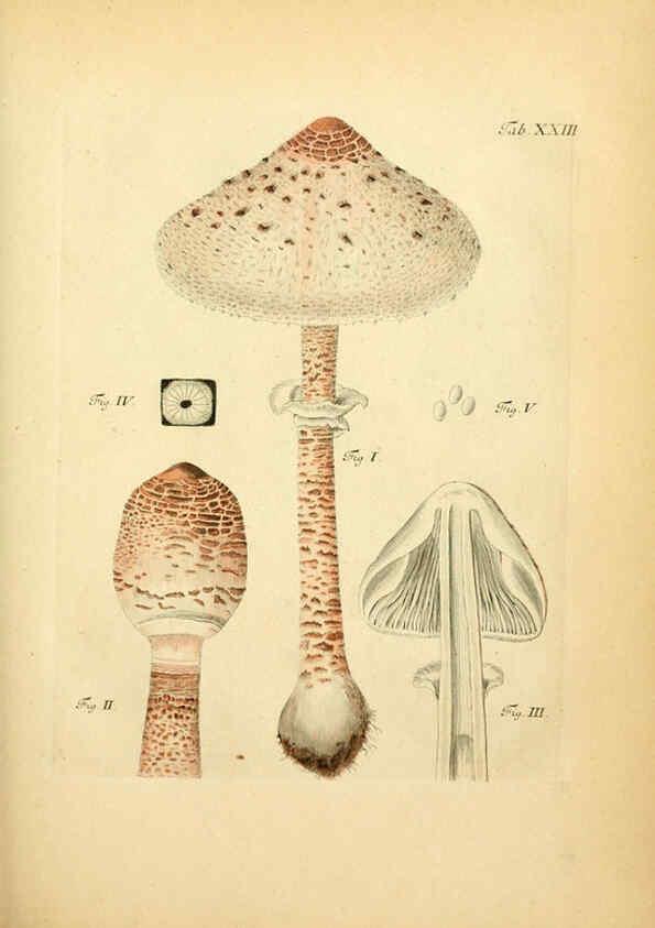 Reproducción/Reproduction 6256886787: Fungorum qui in Bavaria et Palatinatu circa Ratisbonam nascuntur icones, nativis coloribus expressae. v.1-2. Erlangae,Apud J.J. Palmium,1800
