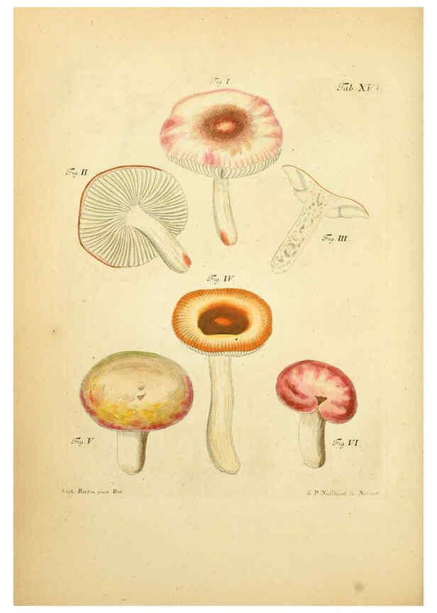 Reproducción/Reproduction 6256885277: Fungorum qui in Bavaria et Palatinatu circa Ratisbonam nascuntur icones, nativis coloribus expressae. v.1-2. Erlangae,Apud J.J. Palmium,1800