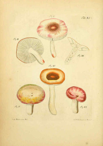 Reproducción/Reproduction 6256885277: Fungorum qui in Bavaria et Palatinatu circa Ratisbonam nascuntur icones, nativis coloribus expressae. v.1-2. Erlangae,Apud J.J. Palmium,1800