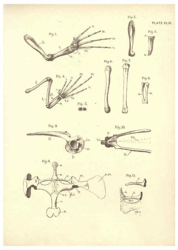 Reproducción/Reproduction 6254235761: Illustrations of zoology: invertebrates & vertebrates EdinburghY.J. Pentland,1889